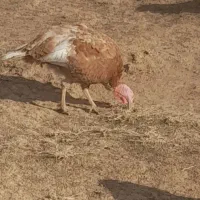 کرچ بوقلمون