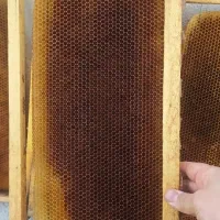 پوکه خالی زنبور عسل