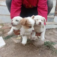 پاکوتا جس خوب