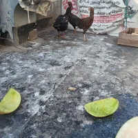 3عددمرغ.لاری