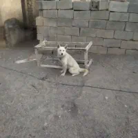 واگذاری سگ خارجی ماده دورگ ژرمن پامرچشم تاب تا