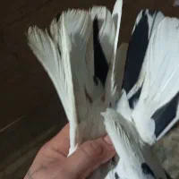 شادگان|پرنده|شادگان, |دیوار