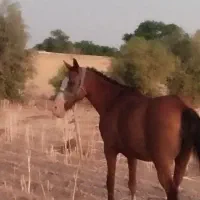 اسب مادیون