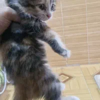 گربه|گربه|میبد, |دیوار
