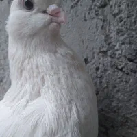 کبوتر نوک ریز