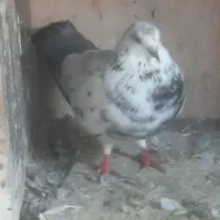 کبوتر|پرنده|رشت, تازه آباد|دیوار