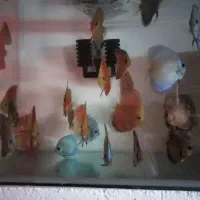 فروش دیسکس باتنوع وکیفیت عالی از سایز3تا7اینچ