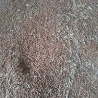 گندم  بذر   ۲۶۰۰۰