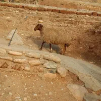 گوسفند|حیوانات مزرعه|شباب, |دیوار