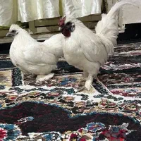 تخم‌و‌جوجه‌گلین‌و‌برهما