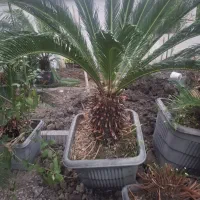 سیکاس در سایزهای مختلف