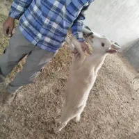 فروش بز سانن