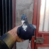 کفتر|پرنده|راین, |دیوار