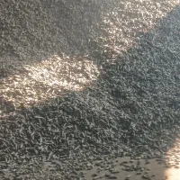 تفاله خشک چغندر تازه