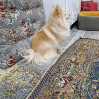 ماده|سگ|جیرفت, |دیوار