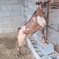 نری پچی و تعدادی بز دو قلو زا