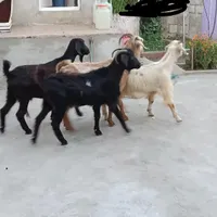 4تا بز ماده همگی جوان|حیوانات مزرعه|اردبیل, |دیوار