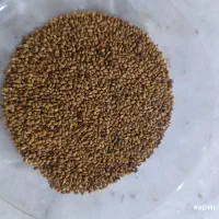 بذر یونجه اصلاح شده ممتاز  درجه یک