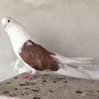 کبوتر تهرونی