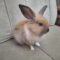 خرگوش|موش و خرگوش|تهران, گلستان (شهرک راه آهن)|دیوار