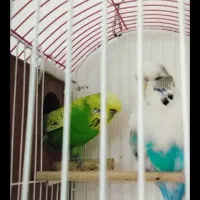 انگلیسی گرید آ