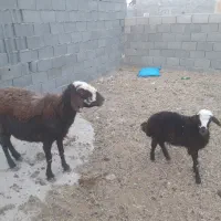 یک عدد میش وبره ۴زه