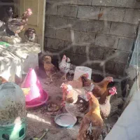 مرغ جوان ارگانیک