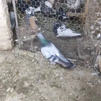 سبز بزن|پرنده|شیراز, تندگویان|دیوار