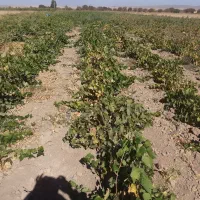 فروش نهال انگور یکساله و دوساله|خدمات باغبانی و درختکاری|تاکستان, |دیوار