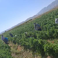 جویایه کار|خدمات باغبانی و درختکاری|فیروزآباد (فارس), |دیوار