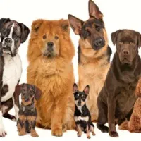 پانسیون سگ بهترین رسیدگی کمترین قیمت