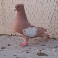 کفتر سرک زرد کاکل|پرنده|شیراز, شهرک گلها|دیوار