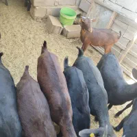موجودی جدیده کره مورسیاه