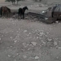 کره نر ۶ماهه پر خون و درشت|اسب و تجهیزات اسب‌سواری|اسدآباد, |دیوار