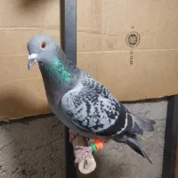 ماده پلاکی جان اردن|پرنده|قزوین, |دیوار