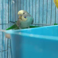 یک جفت مرغ عشق|پرنده|اهواز, منبع اب|دیوار