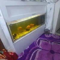 ماهی با آکواریوم فروشی