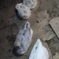 تخم غاز و قو غاز نطفه دار