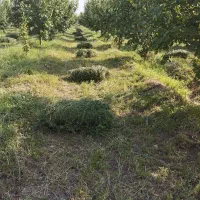 علوفه ی حیوانات
