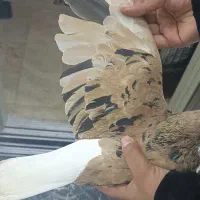 کبوتر خوشرنگ زرد پر گل سیاه نقاشی نر مست|پرنده|قزوین, |دیوار