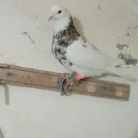 کبوتر کلاغ کله سفید طوقی کرباتی|پرنده|زاوه, |دیوار