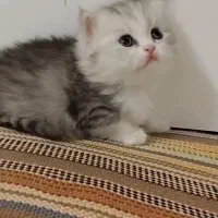 بریتیش سیلورماده