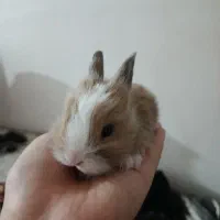 خرگوش های مینیاتوری کوچک