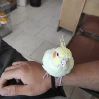 عروس هلندی ماده