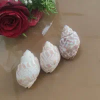 صدف|ماهی|جهرم, |دیوار