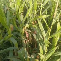 بلوارتوس عسگریه