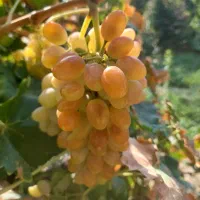 فروش انگور شاهرودی