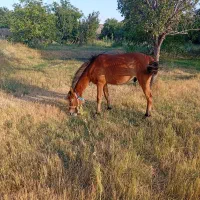 اسب|اسب و تجهیزات اسبسواری|ملکآباد, |دیوار