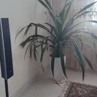 گل اپارتمانی