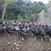 بوقلمون محلی